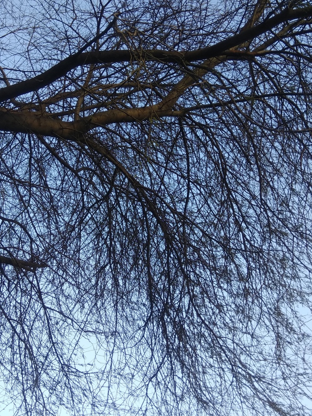 Calm Autumn Branches🦉🪾🍂    not for sale